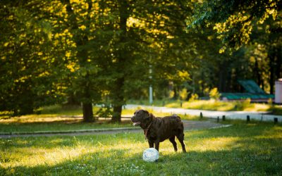 Hundeparker: Grønne Anlægsgartnere Sørger for Dine Lokale Hundeparker