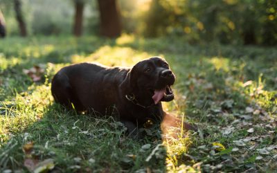 Begravelse af hunde: Alt du skal vide omkring hundebegravelse