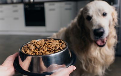 Mød Bellfor: Familievirksomhed med over 30 års erfaring inden for fremstilling af hundefoder