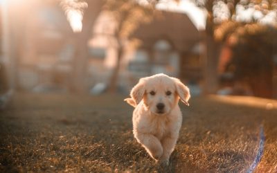 Beskyt din hund og dit budget