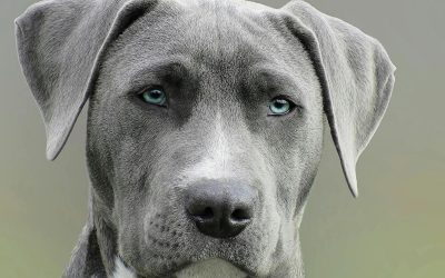 Fem essentielle ting, du skal have til din nye hund