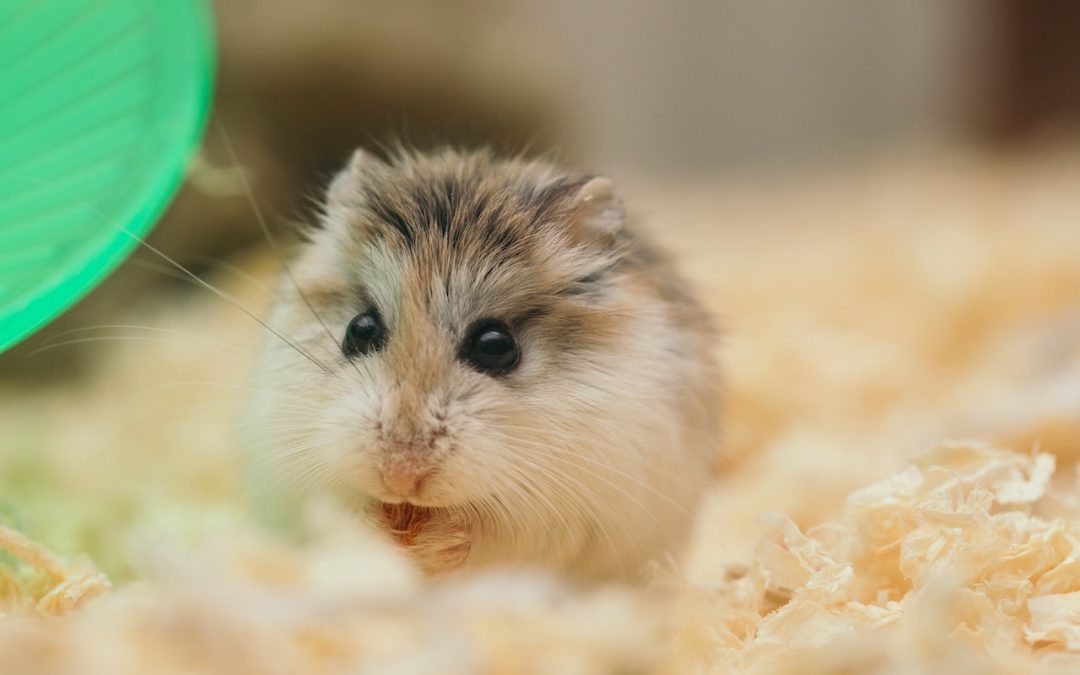Hvordan passer man godt på sin hamster?