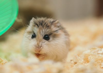 Hvordan passer man godt på sin hamster?