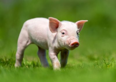 Kælegris som kæledyr: Kan man have gris som kæledyr?
