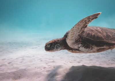 Hvad gør plastik mod vores dyre- og planteliv i havet?